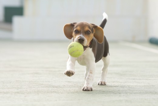 Trufa jugando con la pelota